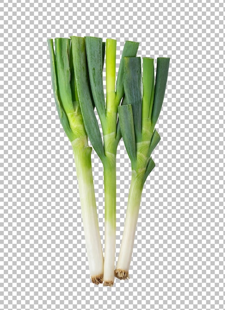 Green japanese bunching onion on alpha layer