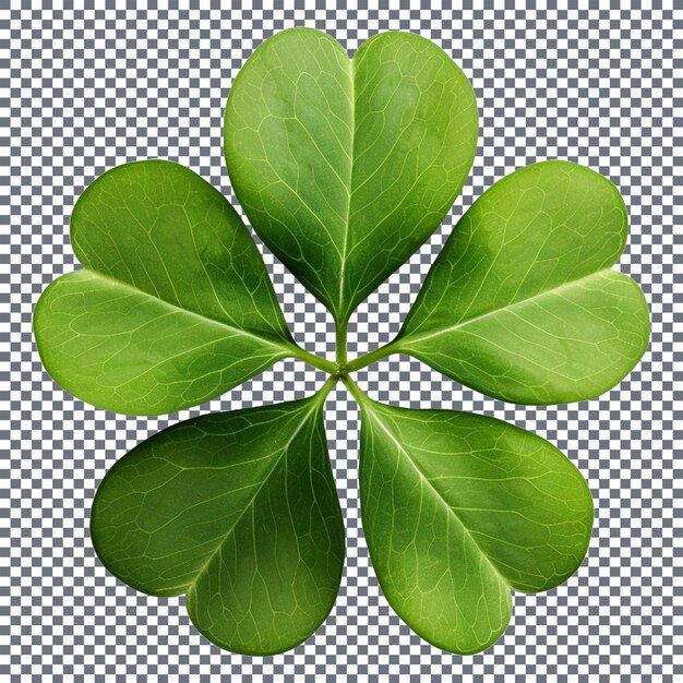 Green leaf clover