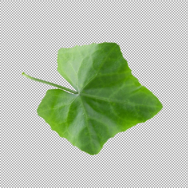 Green leaf isolated on alpha background