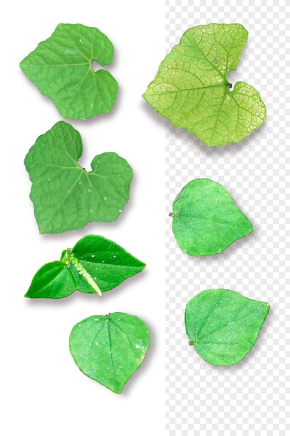 Green leaf isolated psd