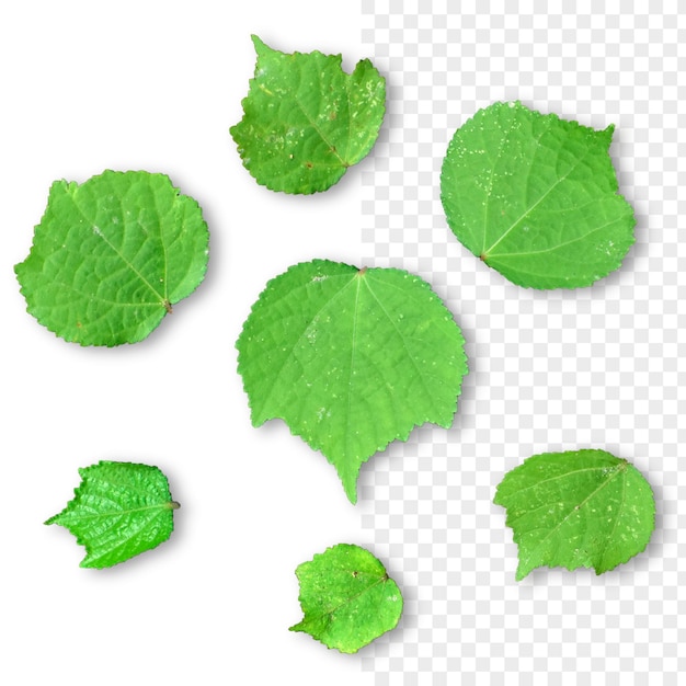 Green leaf isolated psd