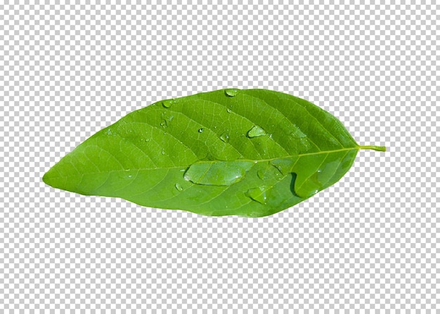 Green leaf isolated transparency background