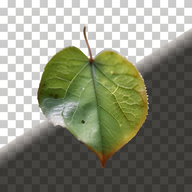 Green Leaf Isolated On Transparent Background