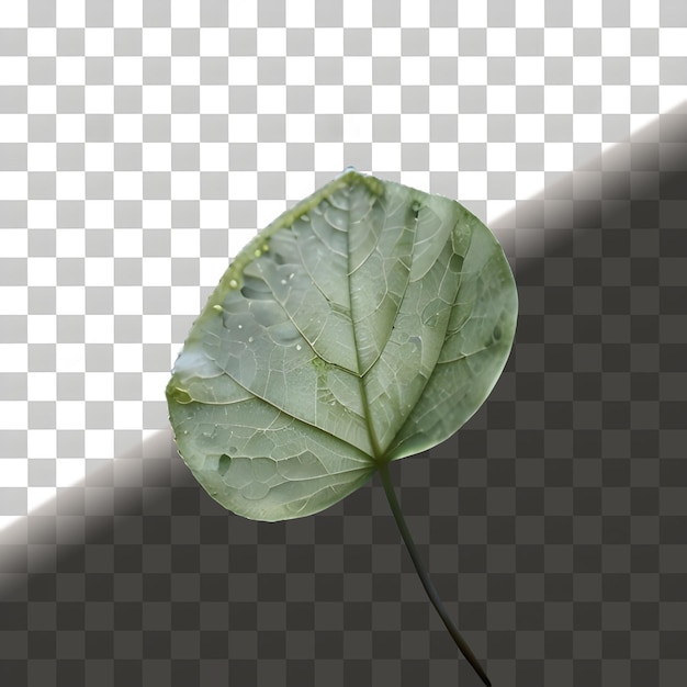 Green Leaf Isolated On Transparent Background