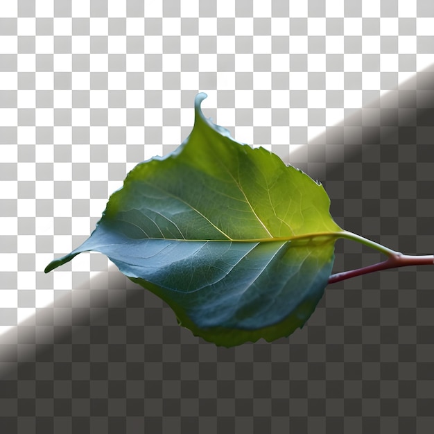 Green Leaf Isolated On Transparent Background