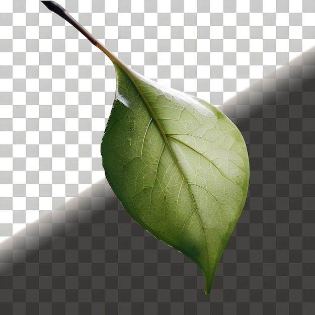 Green Leaf Isolated On Transparent Background