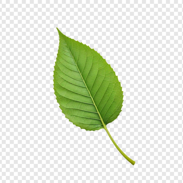 green leaf isolated on transparent background