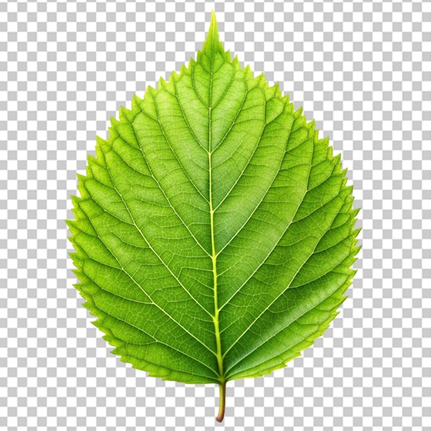 Green leaf isolated on transparent or white background png