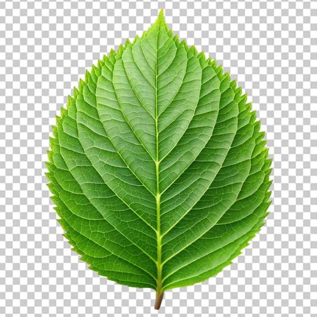 Green leaf isolated on transparent or white background png