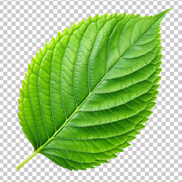 Green leaf isolated on transparent or white background png