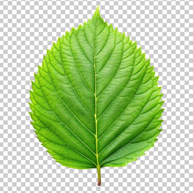 Green leaf isolated on transparent or white background png