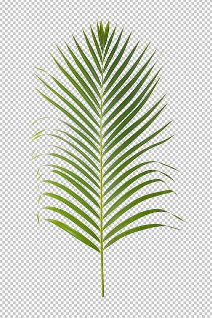 Green leaf ornamental plant isolated