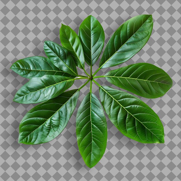 a green leaf of a plant with the word basil on it