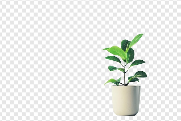 Green leaf potted plant on transparency background PSD