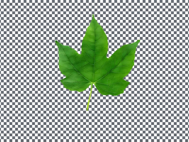 a green leaf that is on a black and white background