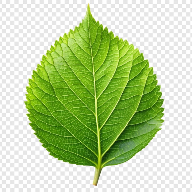 Green leaf on transparent background