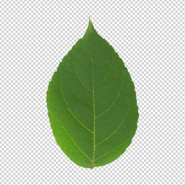 A green leaf transparently isolated