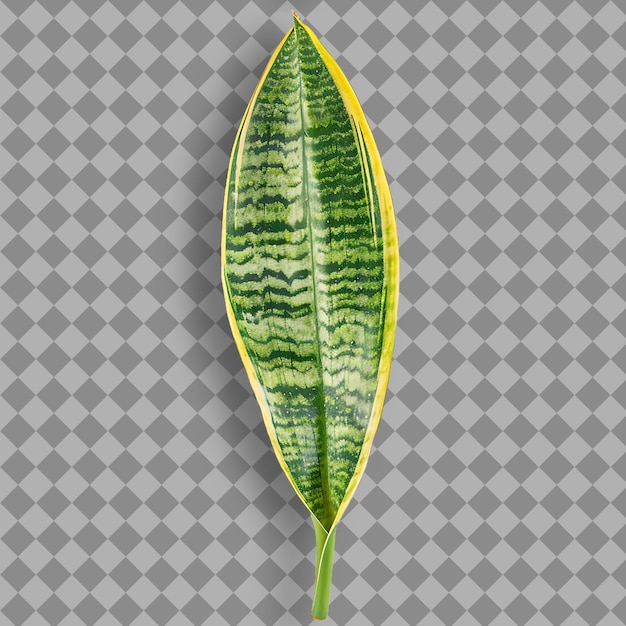 PSD a green leaf with a white background with a pattern of the leaf on it