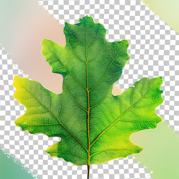 a green leaf with the word oak on it