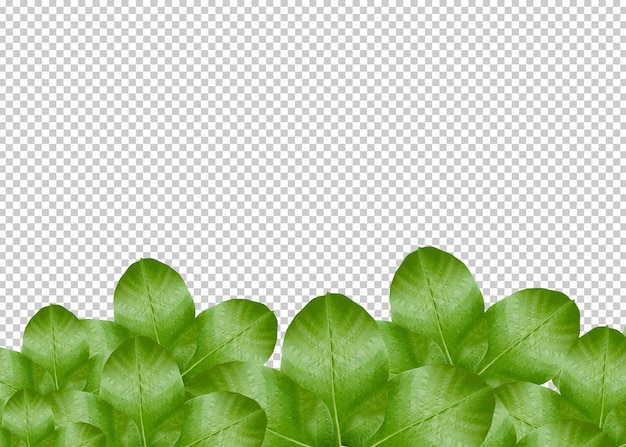 green leave isolated transparency background