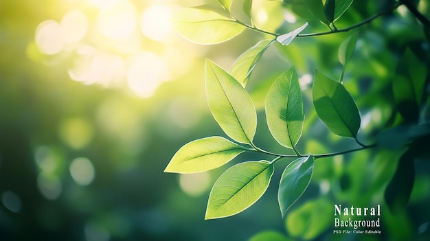 Green leaves on a blurred background with space for copy and bokeh lights A natural landscape view