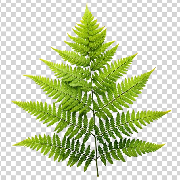 Green leaves fern tropical plant isolated on transparent background