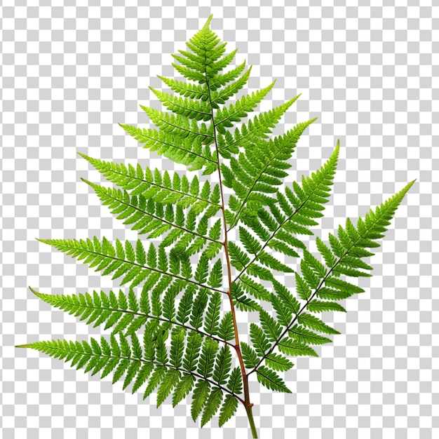 Green leaves fern tropical plant isolated on transparent background