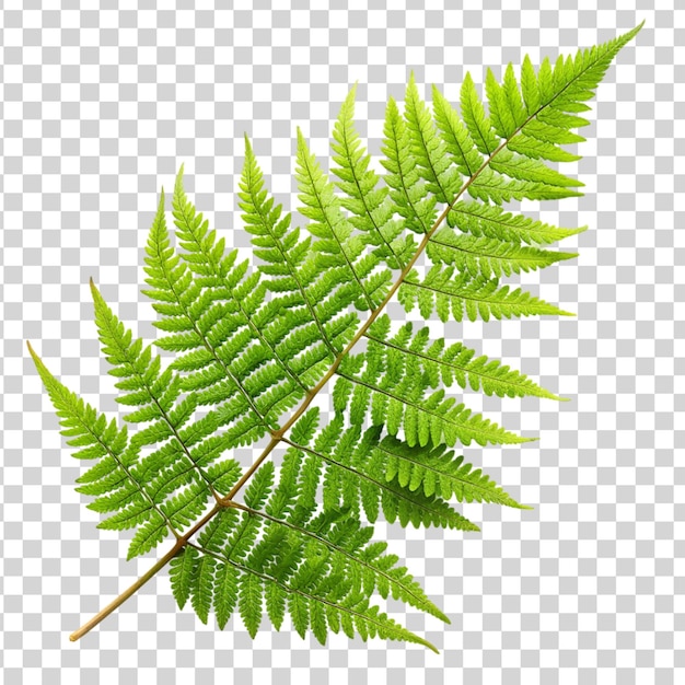 Green leaves fern tropical plant isolated on transparent background