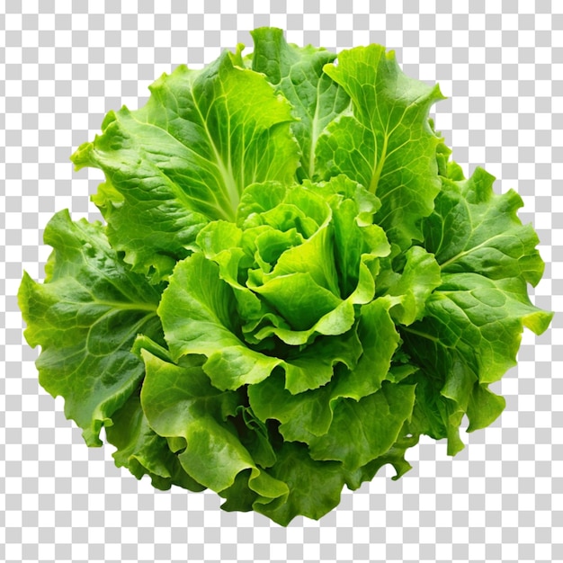 Green leaves of iceberg lettuce isolated on Transparent background