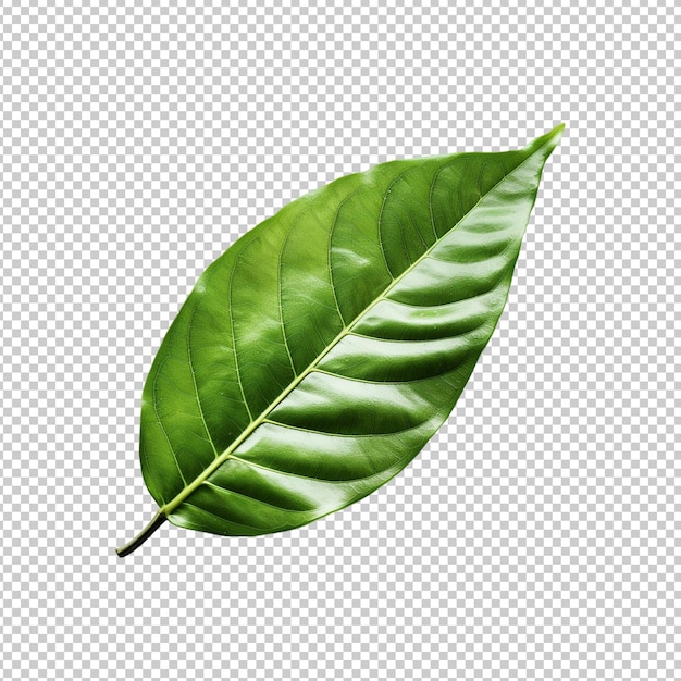 green leaves Png isolated on transparent background