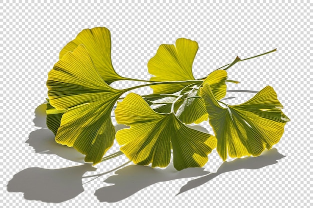 Green Leaves on Transparent background