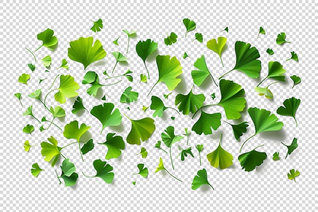 Green Leaves on Transparent background