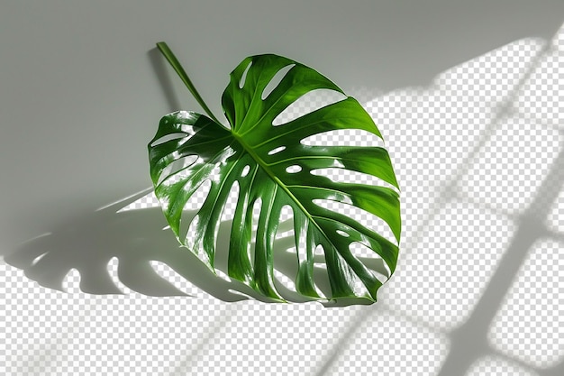 Green Leaves on Transparent background