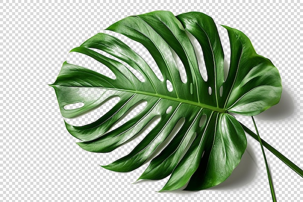 Green Leaves on Transparent background