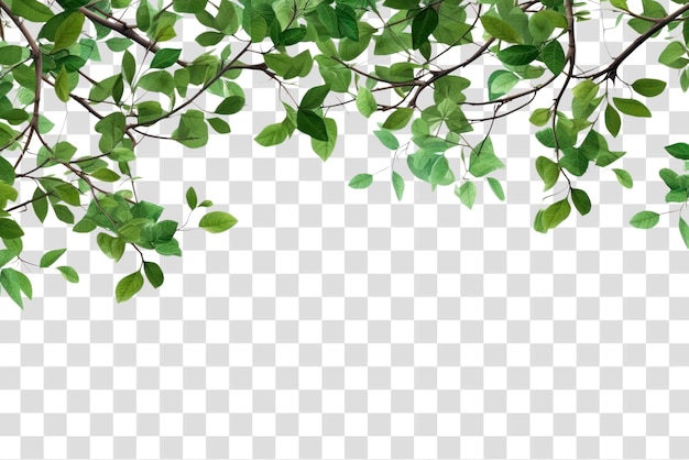 PSD green leaves transparent background