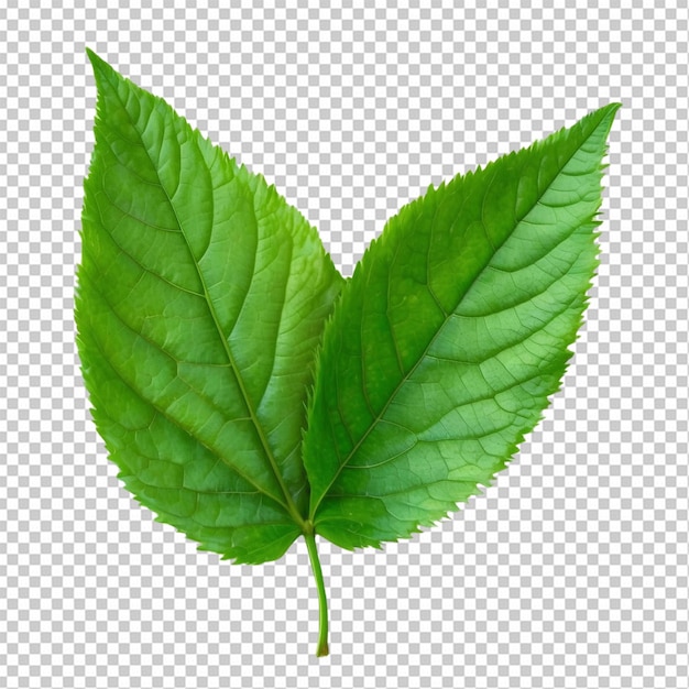 Green leaves with veins on transparent background