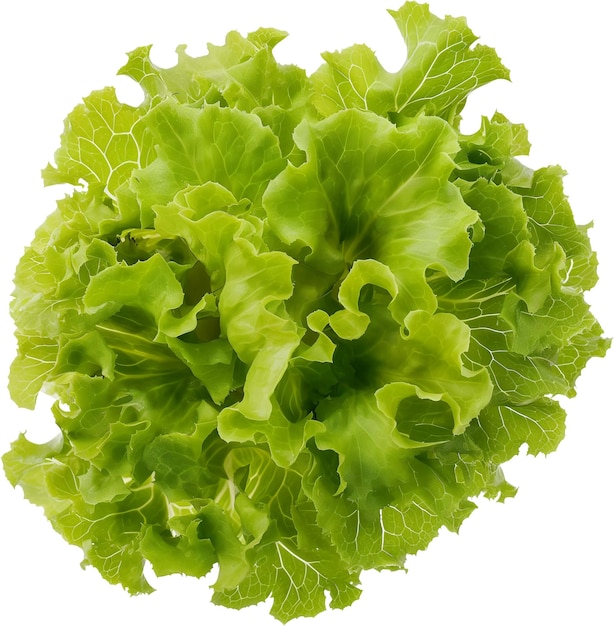 a green lettuce isolated on white background