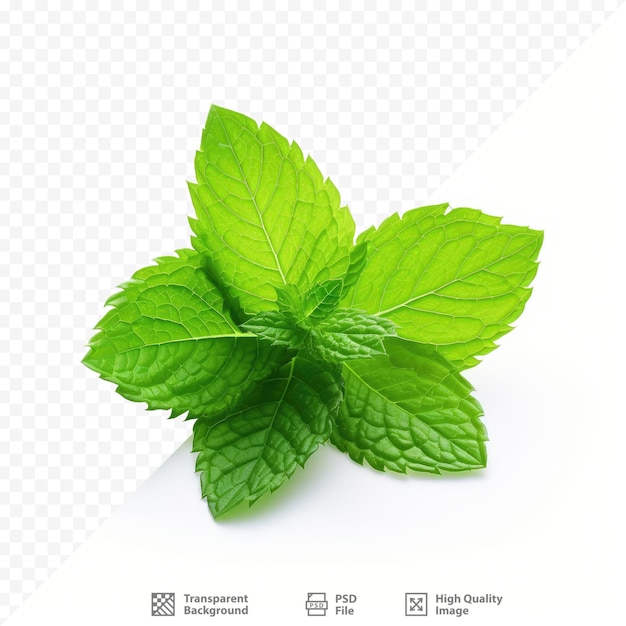 a green mint on a transparent background with a label that says mint.