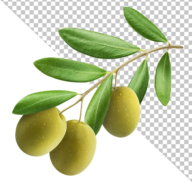 Green olives on branch isolated