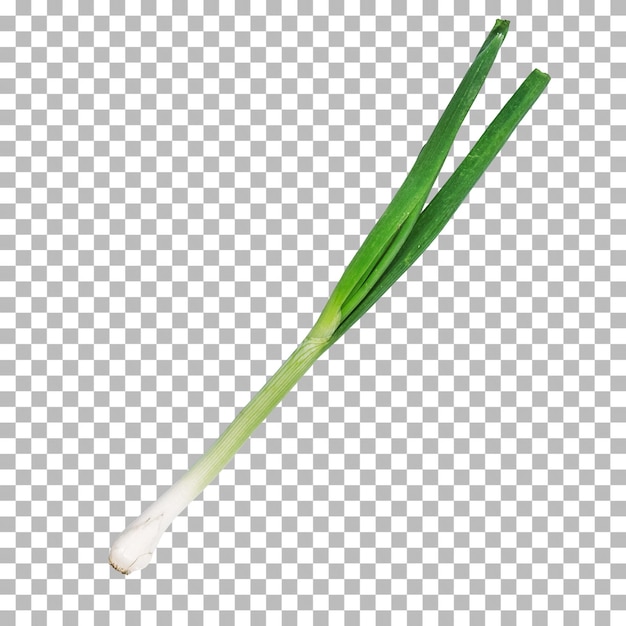 Green onion isolated on transparent background