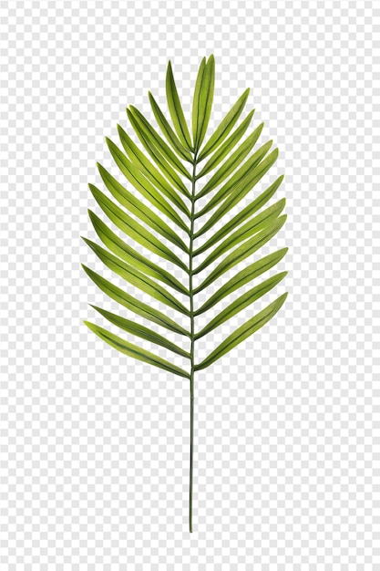 a green palm leaf on a transparent background