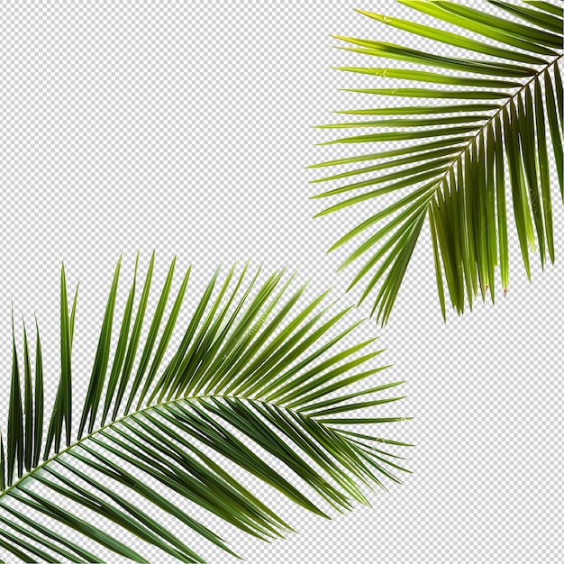 a green palm leaf tropical