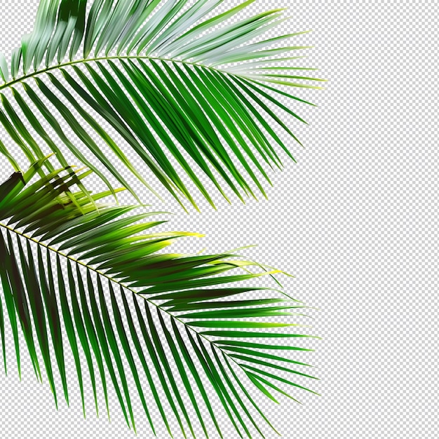 a green palm leaf with a remove background