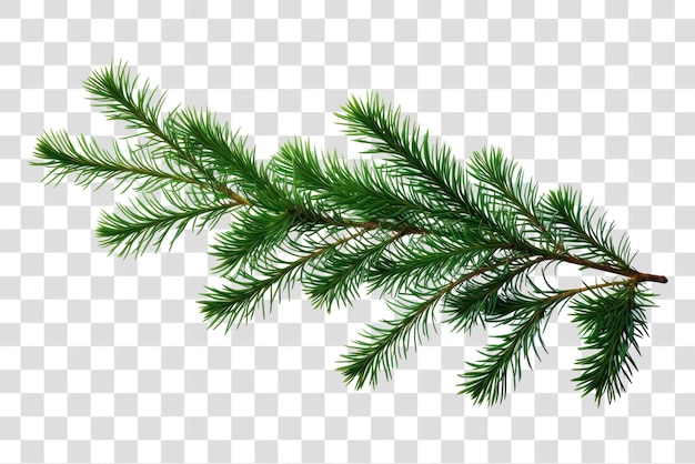 Green pine branch isolated background