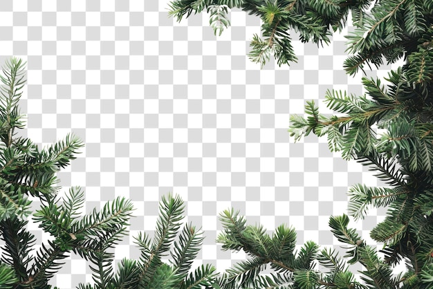 PSD green pine branches on white