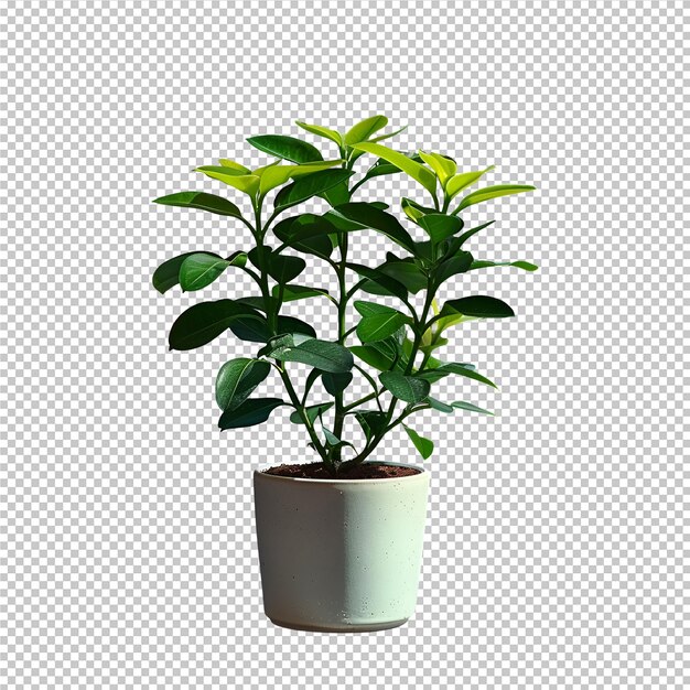 a green plant is shown in a white pot with a gray background