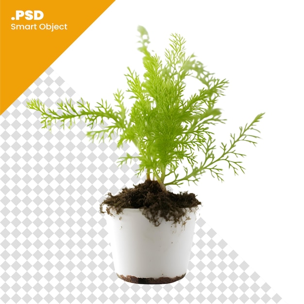 Green plant in a pot on a white background Isolated PSD template