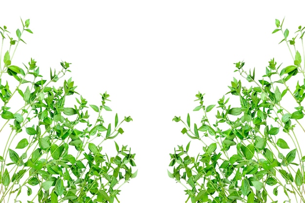 PSD green plant with green leaves on a png background green plants mockup on a transparent background