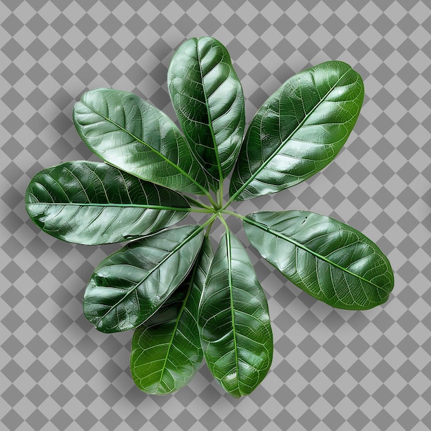 a green plant with green leaves that says quot leaf quot