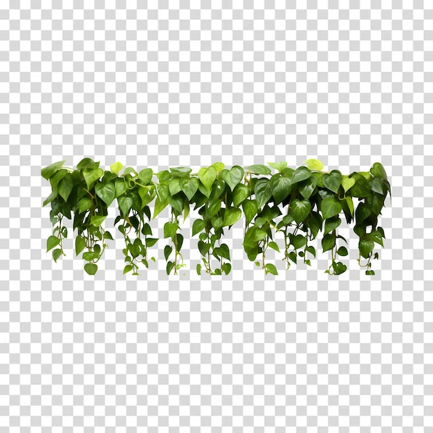 green plants on a transparent background